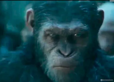Планета обезьян: война». Спецэффекты на грани фантастики | Euronews