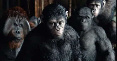 Планета обезьян: Война (2017, фильм) - «Эмоционально, зрелищно...Явно не  самая худшая часть ?» | отзывы