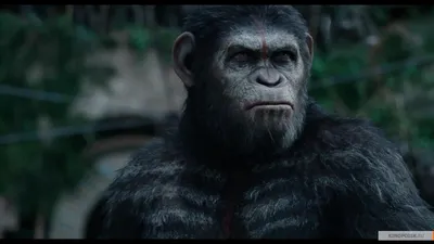 Планета обезьян: Революция (Фильм 2014) смотреть онлайн бесплатно трейлеры  и описание