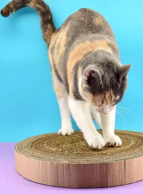 Как сделать когтеточку для кошек своими руками: пошаговая инструкция с фото