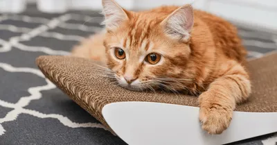 Домик для кошки своими руками: как сделать, инструкция, фото и чертежи