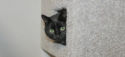 Когтеточка для кошек своими руками из картона, коврика и других материалов  | Hill's Pet