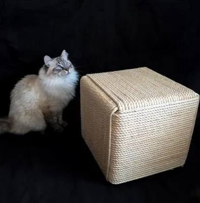 Когтеточка для кошки своими руками пошагово: инструкция с фото и необычными  идеями