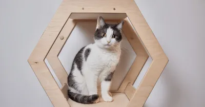 Когтеточка для кошек: столбики, угловые, из картона, дерева, домиком, как  сделать своими руками игровой комплекс - фото, схема