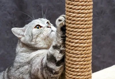 Как сделать домик когтеточку для кота своими руками - YouTube