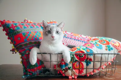 Домик для кошки своими руками - YouTube