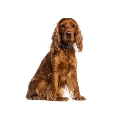 Английский кокер-спаниель: все о собаке, фото, описание породы, характер,  цена
