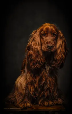 Английский кокер спаниель - «Золотая собака!!! :) Фото прилагаются) +фото  щенков» | отзывы