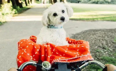 Okami The Samoyed - Не люблю коли хтось каже «це всього лиш собака» Адже  собаки набагато кращі за багатьох людей ❤️ ⠀⠀⠀⠀⠀⠀⠀⠀⠀⠀⠀⠀ Don't like when  someone says “it's just a dog” cuz