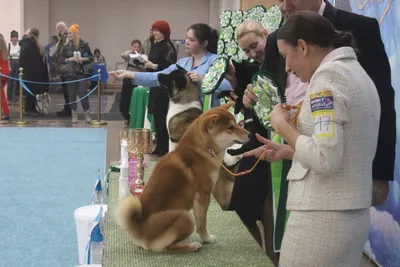 Собака породы китайская хохлатая, имеющая наибольшее количество титулов  C.A.C.I.B., в России