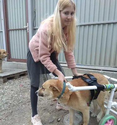 Складная прогулочная коляска для собак, прогулочная коляска для больших  собак, вес 60 кг | AliExpress