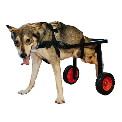 Купить Съемная коляска для домашних животных, тележка для собак из  алюминиевого сплава для корги, плюшевая тележка для кошек, несущая 15 кг, коляски  для собак для маленьких собак | Joom