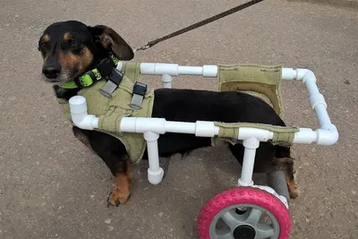 Инвалидная коляска для собаки (индивидуальные размеры)