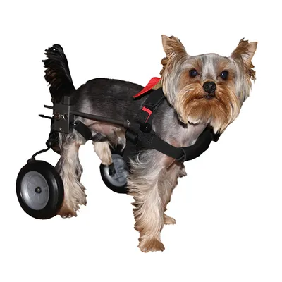 Инвалидные коляски для собак и кошек на задние лапы (тележки). 2024!