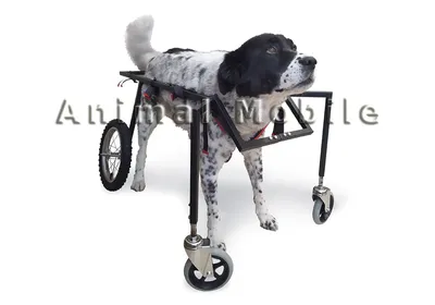 Do Do Pet GLAM PET - коляска для собак и кошек - Бежевый % (XS-131) для  вашего питомца ⭐Petmarket⭐
