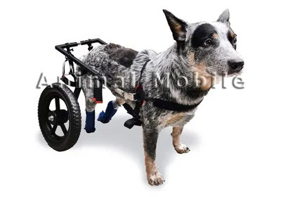 Прогулочная коляска для домашних животных, легкая складная тележка в  скандинавском стиле, 4 колеса, для перевозки кошек и собак | AliExpress