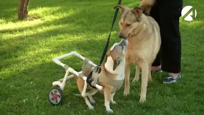 Программа помощи животным-инвалидам - животные инвалиды, собаки инвалиды, коляски  для собак, тележки для собак инвалидов, собаки инвалиды приют, собака на  задних лапах, отдам животных - Благотворительный портал защиты и прав  животных EGIDA.BY
