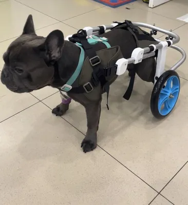 Инвалидная коляска для собаки «ПРОФИЛЬ» (Регулируемая высота и длина.  Размер 2)