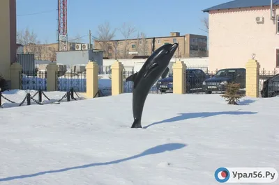 У россиян появилась странная примета, чтобы любить пожизненно: «Черный  дельфин» - МК