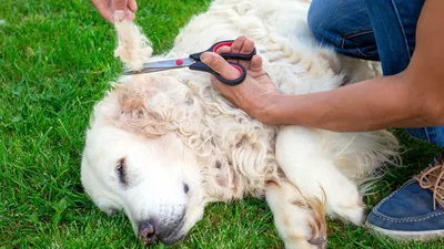 Колтуны у собак: осложнения, профилактика | ВКонтакте