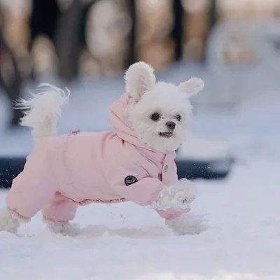 Теплая зимняя одежда для маленьких собак, мягкий утепленный флисовый  комбинезон с защитой живота, пальто для чихуахуа комбинезон для собаки,  пижама для собак | AliExpress
