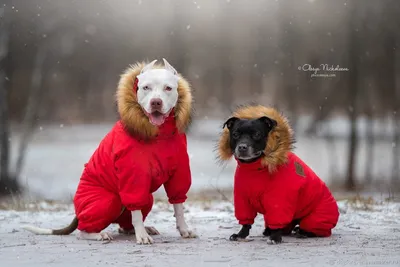 Комбинезон зимний для собак COLD Pet Fashion Active