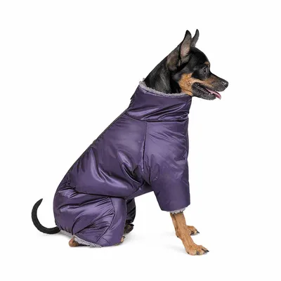 Зимний комбинезон для собак «Дог», салатовый, зимняя одежда для собак  мелких, средних пород (ID#1019086733), цена: 485 ₴, купить на Prom.ua