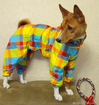 Одежда для больших собак, осенние и зимние куртки - купить с доставкой по  выгодным ценам в интернет-магазине OZON (1159949815)