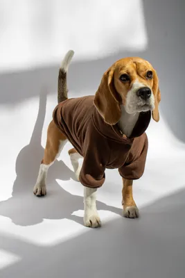 Костюмы для собак на Хэллоуин, забавная Одежда для собак, костюм для  косплея собаки, новинка, одежда для средних и больших собак, наряды для  бульдога, Мопса | AliExpress