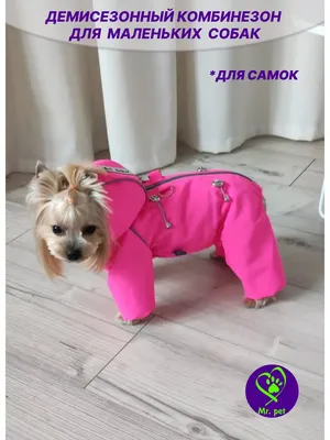 Зимний комбинезон для собаки (мальчик), зимняя одежда для собак мелких и  средних пород, цвет хаки - купить с доставкой по выгодным ценам в  интернет-магазине OZON (711362805)