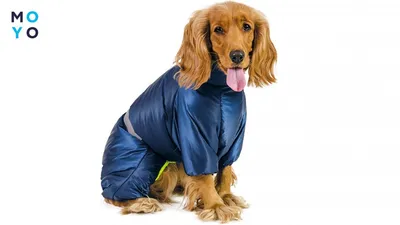 Комбинезон для собак КАВАЛЕР-КИНГ-ЧАРЛЬЗ-СПАНИЕЛЬ, спортивный дождевик без  подкладки, на кобеля, длина спины 37см, обхват груди 60см, ТУЗИК