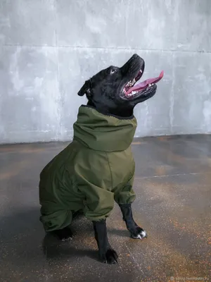 Куртка для собак Emidog флисовая с воротником 23 см (коричневый, одежда для  собак мелких, средних и крупных пород, кофта для собак) - купить с  доставкой по выгодным ценам в интернет-магазине OZON (551943962)
