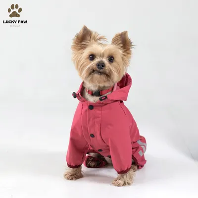 Одежда теплый комбинезон для собак Rossi, Зимняя одежда для мелких собак,  той, чихуа, йорк, цвергпинчер (ID#647691354), цена: 929 ₴, купить на Prom.ua