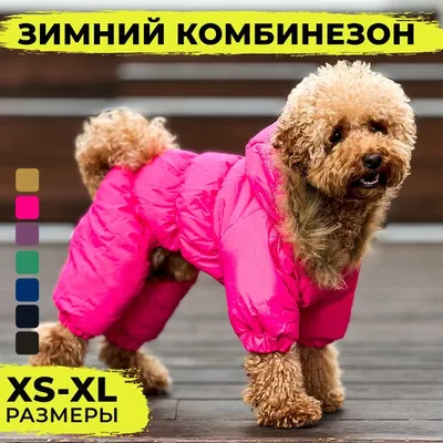 Куртка для собак PRADA мужские купить в интернет-магазине ЦУМ, арт.  2YX004-2DMI-F0002
