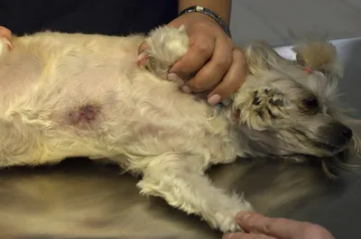 Лечение цистита мочевого пузыря у собак в ветклинике Живаго в Омске