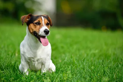 Породы собак: ваш полный гид по разнообразию собачьих пород | Dr.PETSON |  Дзен