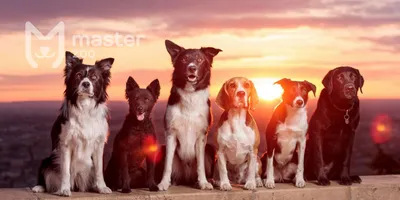 Породы комнатных собак: топ-10 с фотографиями и названиями | «Дай Лапу»