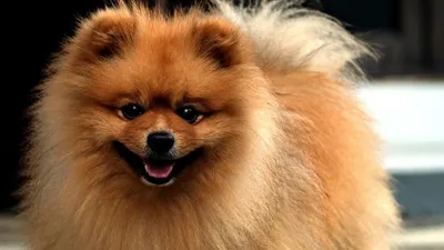 Собаки которые не линяют: 15 пород, которые можно завести