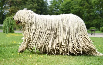 Собака такой породы выглядит очень странно - фото комондора | РБК Украина