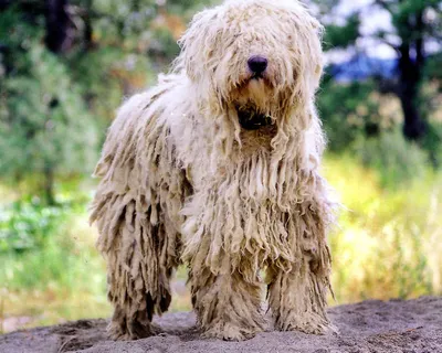 Венгерская овчарка (Комондор) / Komondor (Hungarian Komondor, Hungarian  Sheepdog) - PetsPoint.ru