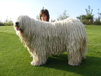 Комондор (венгерская овчарка): собака — пастух | ВКонтакте