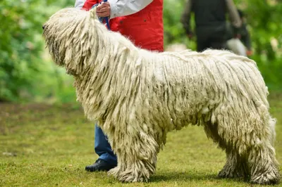 Венгерская овчарка комондор.
