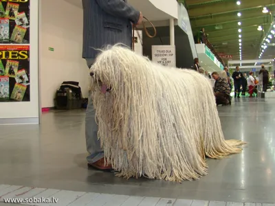 Это собака, породы комондор — одна... - Комсомольская правда | Facebook