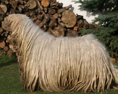 Category:Komondor - Wikimedia Commons