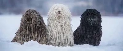 Комондор (Komondor) - это большая, храбрая и преданная порода собак. Фото,  отзывы и описание.