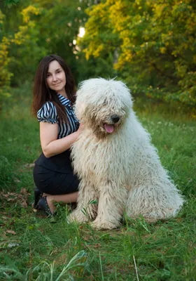 Комондор (венгерская овчарка) описание породы собак, характеристики,  внешний вид, история | Хвост Ньюс