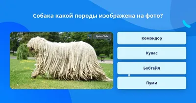 Собака по кличке Кусака посëт …» — создано в Шедевруме