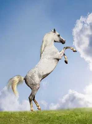 Купить Фотообои белая лошадь на дыбах на стену. Фото с ценой. Каталог  интернет-магазина Фотомили