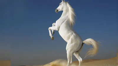 Сувенир \"Конь на дыбах\" чёрный, 38 см, микс — купить в Кемерове по цене  880,0 руб за на СтройПортал