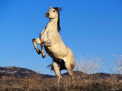 Статуэтка коня «Белый конь на дыбах» — Кукла-Шарж.ру